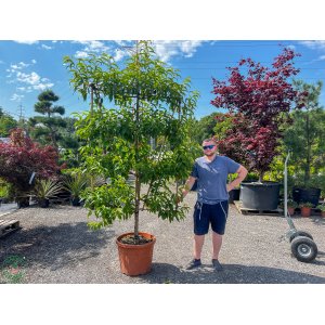 Broskyňa obyčajná (Prunus Persica) ´REDHAVEN´ výška: 200 cm, obvod kmeňa: 16/18 cm, kont. C70L - tvarovaná stena